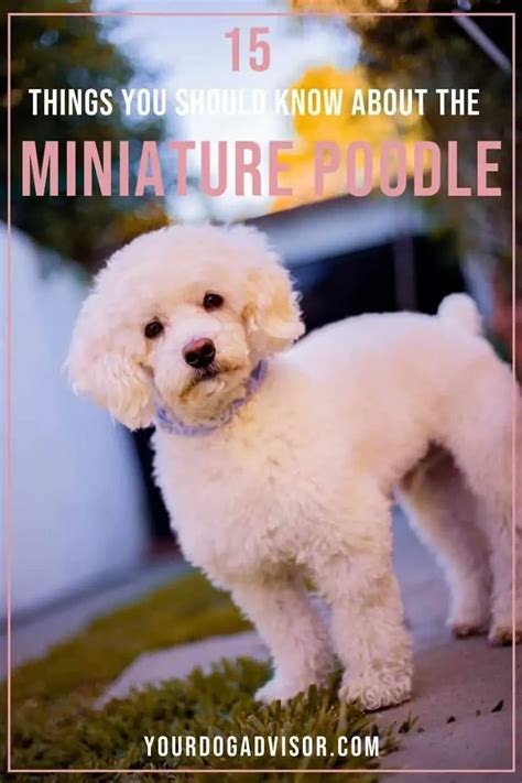 15 Things You Should Know About The Miniature Poodle